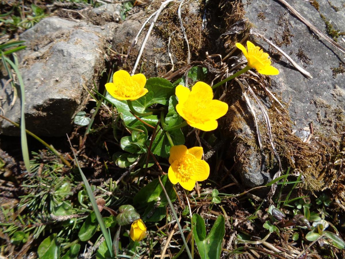 Berggasthof Sonne Allgaeu Sonthofen Εξωτερικό φωτογραφία