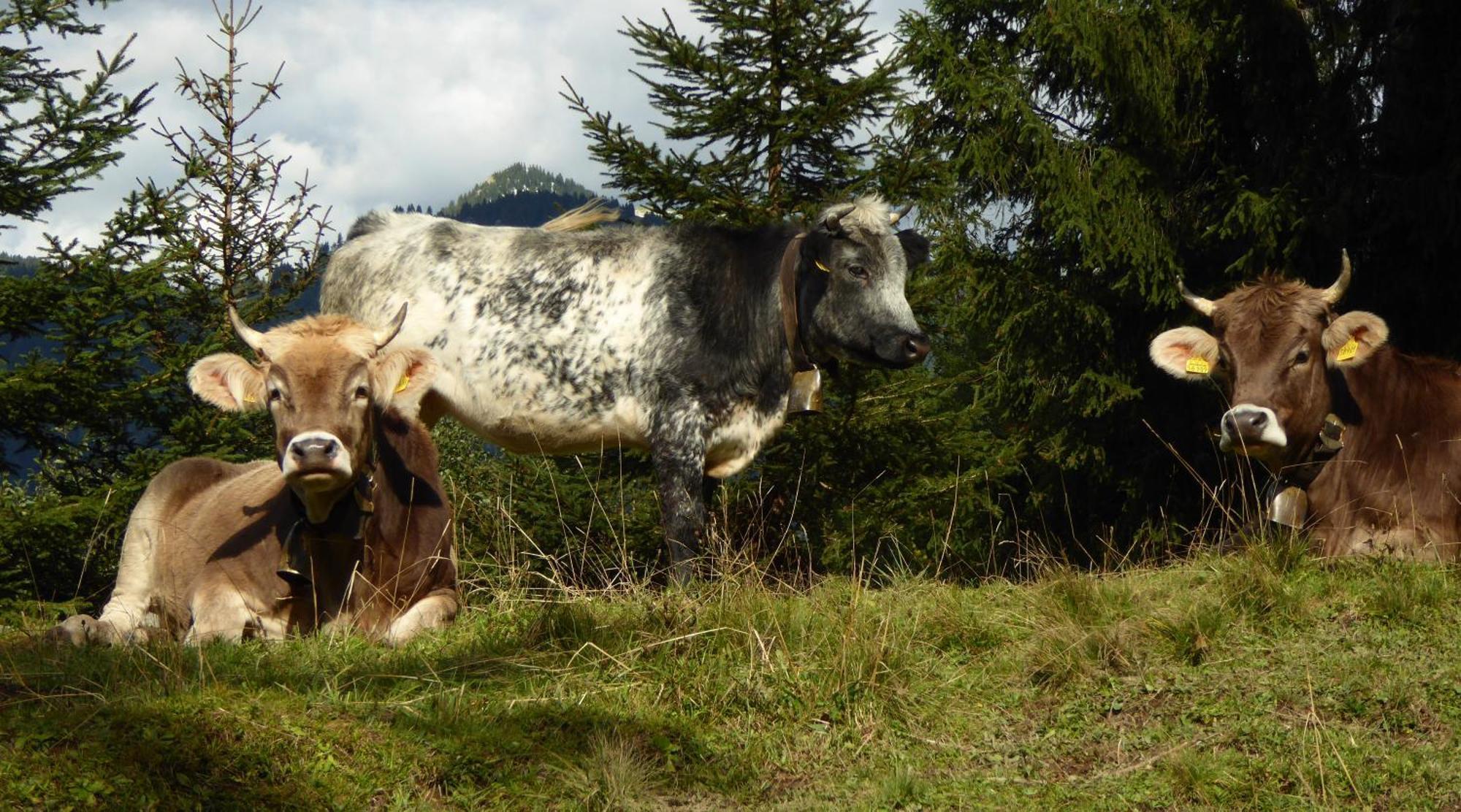 Berggasthof Sonne Allgaeu Sonthofen Εξωτερικό φωτογραφία